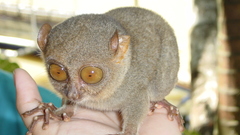 Tarsier animal