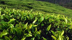 Tea fields green tea
