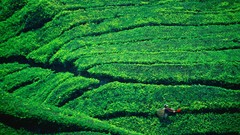 Tea plantation highlands Malaysia Cameron
