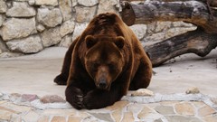 Tekken kuma grizzly bears