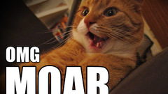 Text cats Animals meme