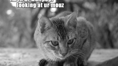 Text cats Quotes grayscale