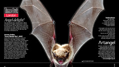 Text Mammals bats