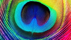 Textures feathers lines colors multicolor iphone 4 Peacocks