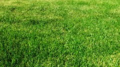 Textures nature grass Green pasture backgrounds