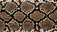 Textures patterns surface Skins backgrounds reptilians