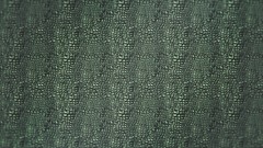 Textures skin alligators