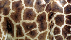 Textures skin Giraffes animal