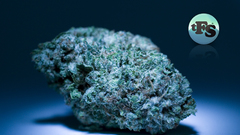 Tfs mm xmaskush from