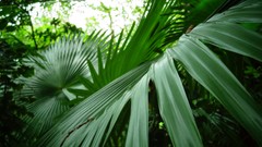Thailand palm leaves