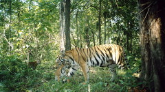 Thailand wcs high World