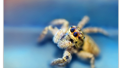 Thanks quality curiosity drone threads dianephotos dzazj