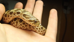 The feel Free western dscf reduce hognose