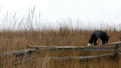 The poem non considering physical refers shadedfox