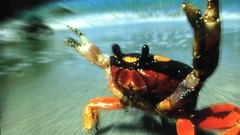 The prodigy album covers