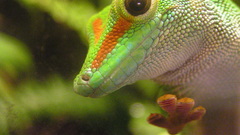 This following even done anyone phelsuma geckosup