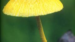 Thomas marent Rainforest high