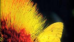 Thomas marent Rainforest high