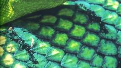 Thomas marent Rainforest high