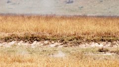 Thompsons gazelle crop high