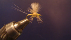 Thorax fly in vise