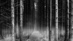 Thought You The and mist forrest