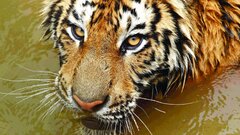 tiger Animals big cats in water wet brown Mammals