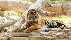 tiger Animals big cats Mammals 2014 (Year) yellow eyes