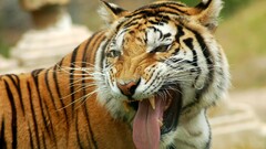 tiger Animals tongues big cats Mammals tongue out