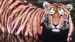 Tiger Animals watch please share video This