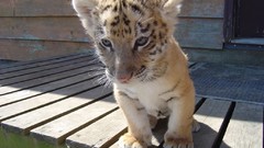 Tiger cub Animals