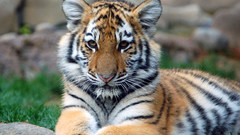 Tiger cub big