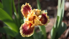 Tiger Future eye hope The not encouraging