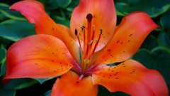 Tiger Lillies orange flowers