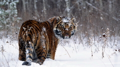 tiger snow Animals looking back big cats Mammals winter nature