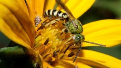 Tiger striped Green Metallic