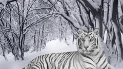 Tiger white 1280 1919 1024