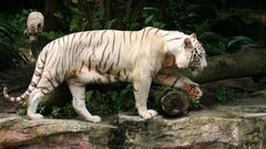 Tigers