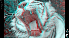 Tigers anaglyph