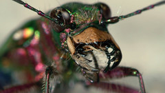 Tigers beetle zdjecie tiger