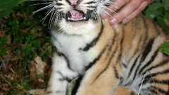Tigers cubs