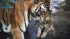 Tigers cubs Wild Animals