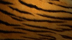 Tigers fur Textures stripes