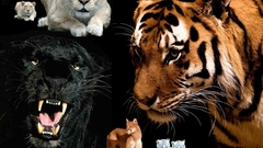 Tigers panthers snow leopards