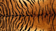 Tigers Textures animal print