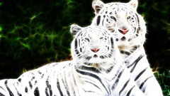 Tigers there first come