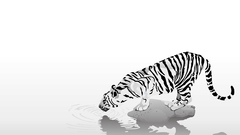Tigers white background