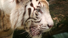 Tigers white tiger