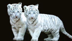 Tigers white tiger baby