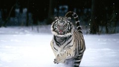 Tigers white tigers cats